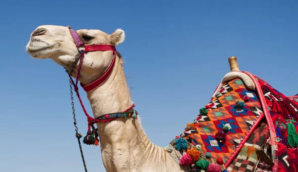 Stock image Cairo, Egypt - March 18, 2023: Camel waiting for tourists in Giza plateau. Cairo, Egypt