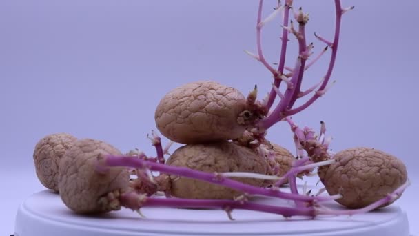 Kartoffelkeime Isoliert Auf Weißem Hintergrund Auf Plattenteller Rotierend — Stockvideo