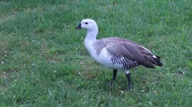 Macellan Goose, Chloephaga Picta, şehir parkında. Bolonya, İtalya.