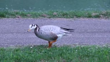 Çubuk kafalı Kaz, Anser indicus, şehir parkında. Bolonya, İtalya.