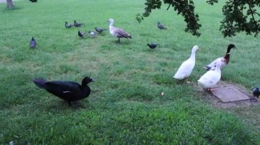 Bolonya 'da bir şehir parkında kazlar, ördekler ve güvercinler. İtalya