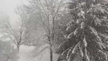 Güzel bir kış gününde ağaçlara kar yağar. 4k.