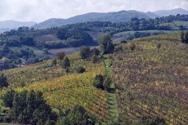 Parma 'daki Torrechiara şatosunun yakınındaki üzüm bağlarıyla İtalyan tepelerinin manzarası. İtalya.