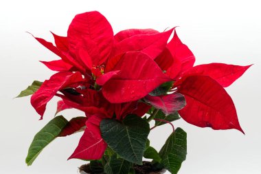 Canlı şenlikli kırmızı noktalar, tatiller için mükemmel, beyaz arka planda izole edilmiş..