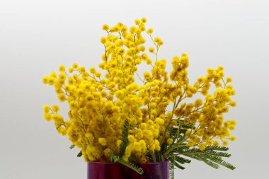 Beyaz arka planda izole edilmiş koyu mor bir vazoda canlı sarı mimoza çiçekleri. Uluslararası Kadınlar Günü