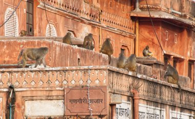 Jaipur - Hindistan - 15 Şubat 2025: Maymunlar muhteşem Hawa Mahal 'de, rüzgar sarayı, Jaipur, Hindistan.