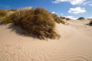 Çimenlerle kaplanmış kumul
