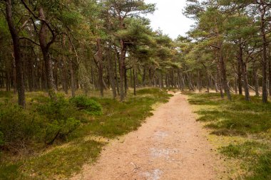 A straight path in the forest in Denmark.
