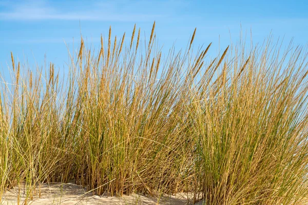 stock image Dune grasses on the Danish North Sea island of Romo