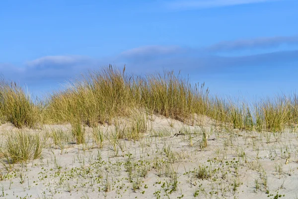ローマのデンマーク北海の島の砂丘草 — ストック写真
