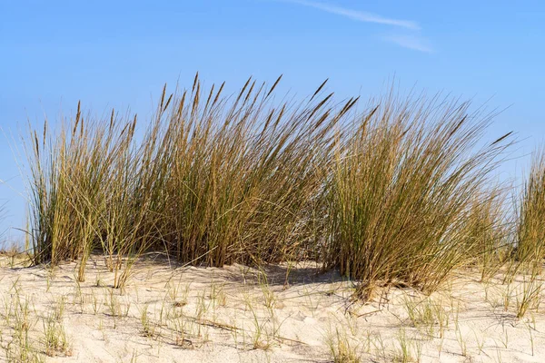 Dune Grasses Danish North Sea Island Romo — Stock Photo, Image