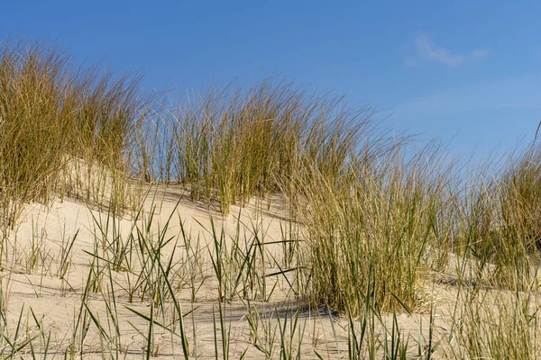 ローマのデンマーク北海の島の砂丘草 — ストック写真