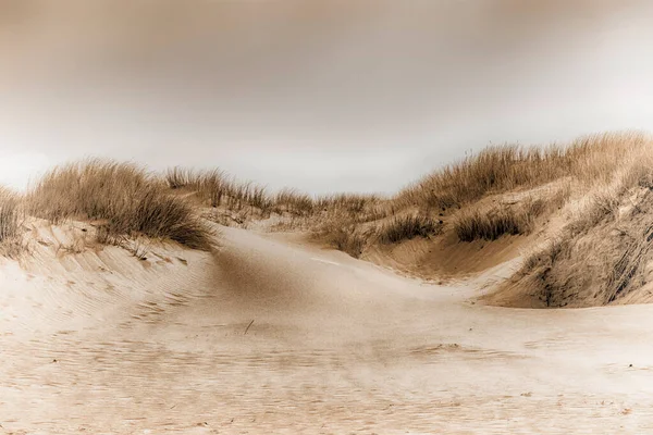 Danimarka Kuzey Denizi Kıyısındaki Kum Manzarası Sepya Yumuşak Odak Noktası — Stok fotoğraf