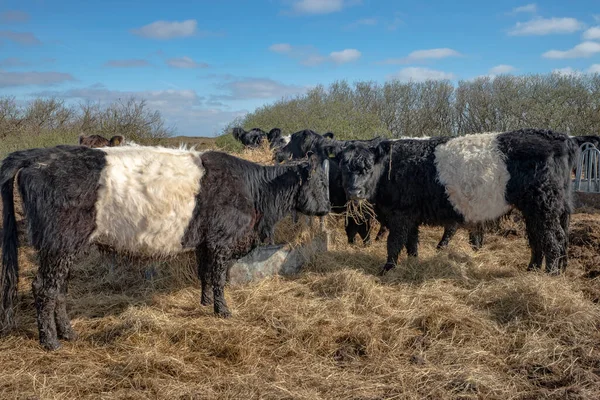 Black White Cattle Danish Island Romo — Stock Photo, Image