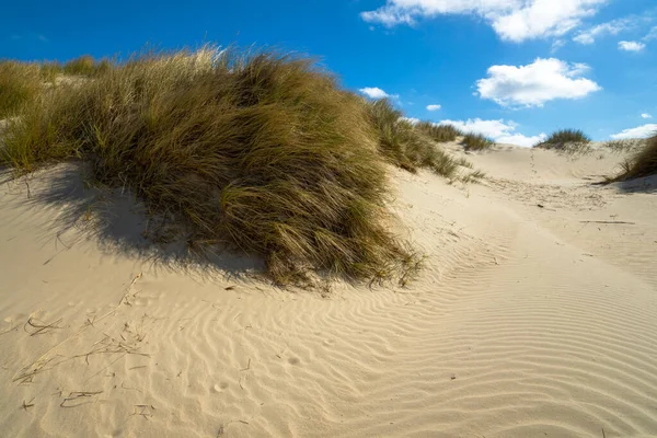 Danimarka Nın Kuzey Denizi Adası Romo Kum Çimleri — Stok fotoğraf