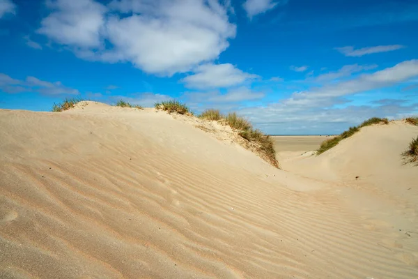 Gras Een Duin Golven Het Zand Gevormd Door Wind Duinlandschap — Stockfoto