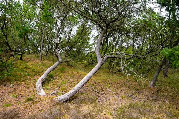 Pokřivená Borovice Lese Dánsku — Stock fotografie