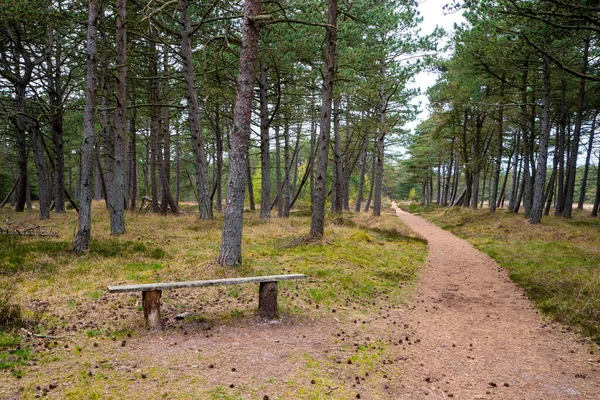 Bench Path Forest Denmark — Foto Stock