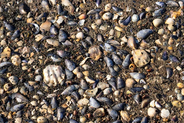 Mussels Wadden Sea — Stock Photo, Image