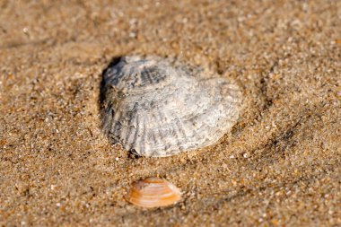 Kumsalda bir istiridye ve midye..