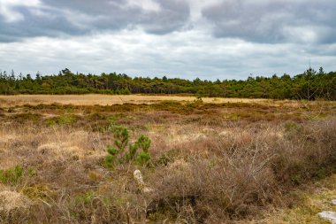 Danimarka 'da bahar mevsiminin bulutlu bir gününde Heathland manzarası.