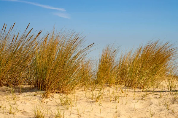 Dune Grasses Danish North Sea Island Romo — Stock Photo, Image