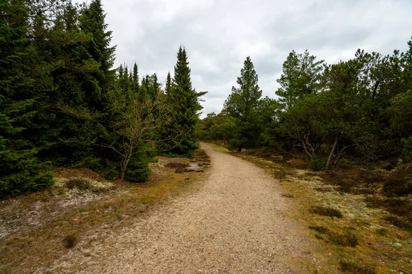 Lesní Stezka Lesích Dánska — Stock fotografie
