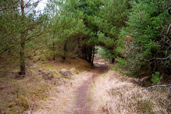 Caminho Floresta Primavera Com Pinheiros Altos Fundo Dinamarca — Fotografia de Stock