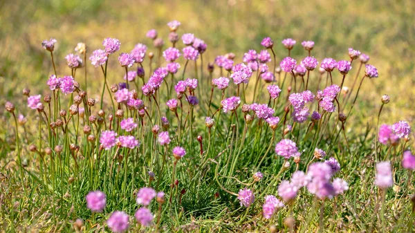 Sea pink flowers in the meadow on a sunny day. Nature background. Armeria maritima