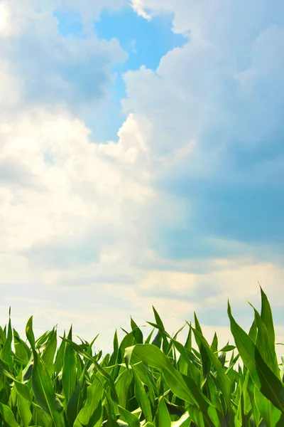 一片新鲜的玉米地和多云的夏日天空 — 图库照片
