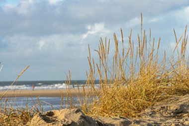 The dune landscape on the Danish island of Romo clipart