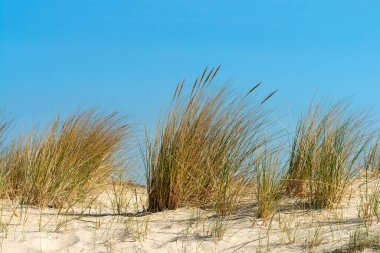 Danimarka 'nın Kuzey Denizi adasındaki Romo sahilinde kumsal çimenleri