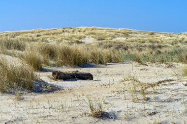 Washed-up tree trunk in the dune landscape of the Danish North Sea island of Romo