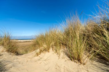 Dune covered with marram grass on the Danish North Sea island of Romo