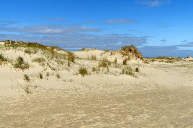 Dune covered with marram grass on the Danish North Sea island of Romo