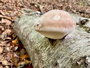 Bir huş ağacı poliporu - Piptoporus betulinus