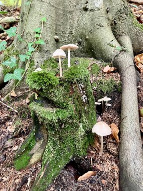 Mushrooms on a mossy tree trunk clipart