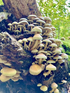 Yeşil yapraklı sülfür kapağı - tire faşikülare