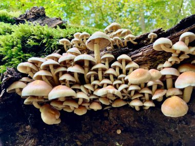 Yeşil yapraklı sülfür kapağı - tire faşikülare