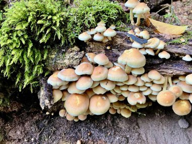 Yeşil yapraklı sülfür kapağı - tire faşikülare