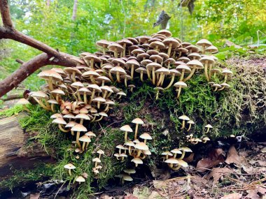 Green-leaved sulphur cap - Hypholoma fasciculare clipart