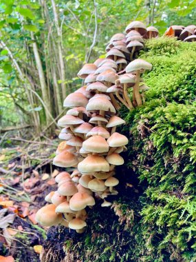 Green-leaved sulphur cap - Hypholoma fasciculare clipart