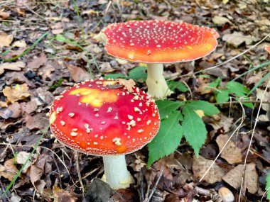 Amanita Muscaria sonbahar orman zemininde taze sinek tarım ürünleri.