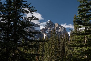 View on the mount Fairview from the forest around lake Louise in Canada