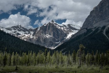 Kanada 'daki Emerald Gölü' nün arkasındaki ormanda asılı duran dağ.
