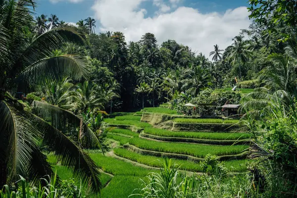 Bali 'nin Ubud bölgesinde Tegalalang pirinç terasının cazibesi