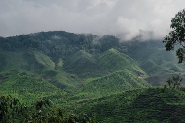 Malezya 'daki Cameron Highlands tepelerini kaplayan çay tarlası.