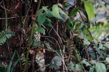 Yeşil bir kertenkele, yemyeşil bitki örtüsüne ve Malezya 'daki ormanda yosunlara gizlenmiş.
