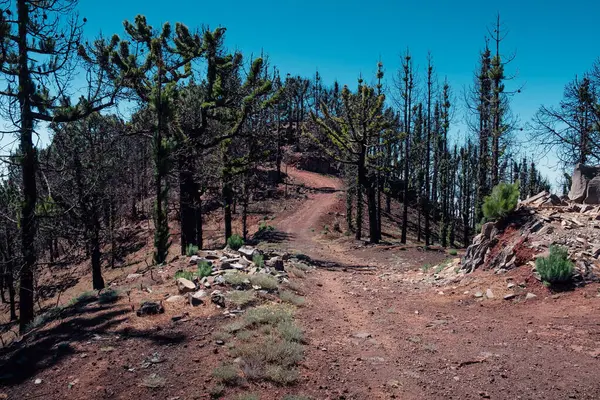 Kanarya adalarındaki Tenerife 'nin kurak, mistik atmosferinde yürüyüşün tadını çıkar.