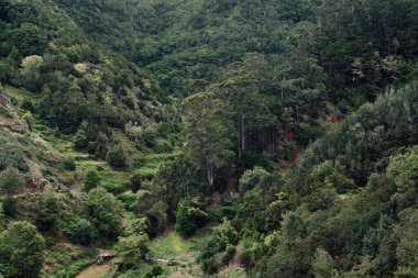 Kanarya adalarında Tenerife 'de yürüyüş yaparken Anaga' da bir orman manzarası.